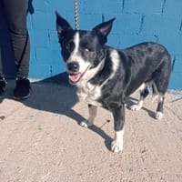 Pinki - sehr liebe Seniorin, Hündin zur Adoption