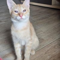 Zuckerschnute Cinnamone, Kater zur Adoption