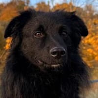 sanfter LENZIwartet in 22559 Hamburg!, Hund zur Adoption