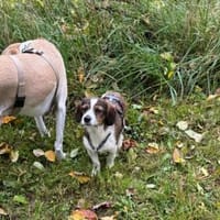 Kleinbleibende Kelly sucht ihre Chance, Hündin zur Adoption