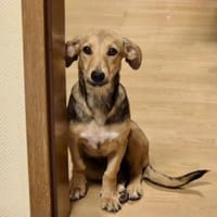 Adriana möchte Rifugio verlassen, Hündin zur Adoption