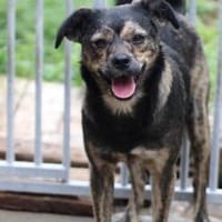 Babbit - verspielt u. aufgeweckt, Hündin zur Adoption