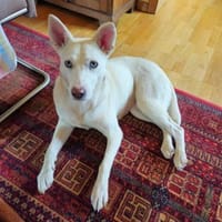 ❤Scilla...mit den wunderschönen Augen, Hündin zur Adoption