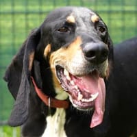 Rex - Schnüffelnase sucht Zuhause, Hund zur Adoption