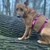 Emily🧡🧡🧡sucht Herzensmenschen, Hündin zur Adoption