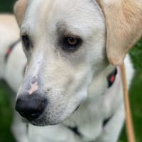 Mia - verschmust und kuschelbedürftig, Hündin zur Adoption