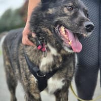 Ira - lieb und ruhig, Hündin zur Adoption