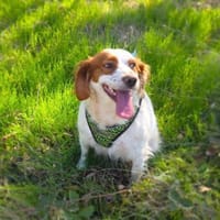 Liebenswerte Emma sucht Körbchen, Hündin zur Adoption