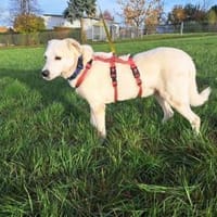 Snowflake eine sanfte Seele, Hund zur Adoption