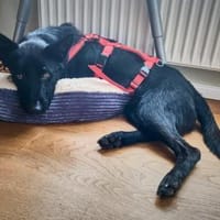Schwarzer Schäferhund-Mischling Pan, Hund zur Adoption