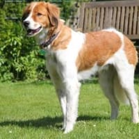 Nicos  Sensibelchen auf der Suche, Hund zur Adoption