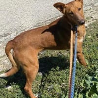 Mario 2 - lieb, sozial und sportlich, Hund zur Adoption