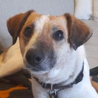 MIRKA sucht Zuneigung, Hund zur Adoption