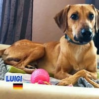 Luigi - aufgeweckt und freundlich, Hund zur Adoption