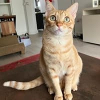 Jefa - Das Schicksal will es anders, Katze zur Adoption