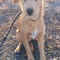 Romeo irrte auf der Strasse umher, Hund zur Adoption