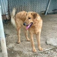 BIONDO 💙💙💙 wünscht sich ein Zuhause, Hund zur Adoption