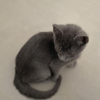 Prada und Tommy suchen das Glück, Kater zur Adoption