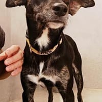 liebe Candy, ca. 38 cm hoch,bei Aachen,, Hündin zur Adoption