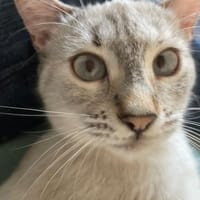 Dreamteam 💕, Kater zur Adoption