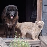 Richie sucht einen Gnadenplatz, Hund zur Adoption