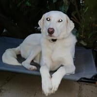 Bildschöne Ria mit Handicap, Hündin zur Adoption