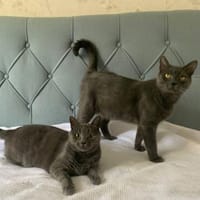 Fairy & Caillou suchen ein neues Zuhause, Kater zur Adoption