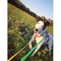 Toppa - wartet in 99427 Weimar, Hündin zur Adoption