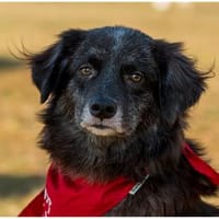 Mayli  wartet in 91611 Lehrberg, Hündin zur Adoption