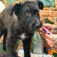 Mateo - kleines Herz auf vier Pfoten 🐾, Hund zur Adoption