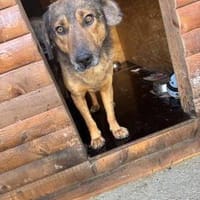 Herzensbub Bingo sucht eine Familie!, Hund zur Adoption