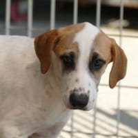 Saturno freut sich auf sein neues Leben, Hund zur Adoption