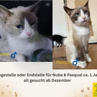 Werde Pflegestelle für Katzen in NOT, Kater zur Adoption
