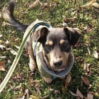 Shane 35 cm 1 Jahr, Hund zur Adoption