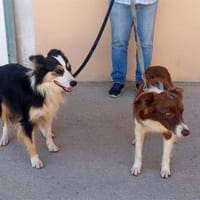 Vega sucht neuen Wirkungskreis, Hündin zur Adoption