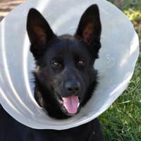 Arlo hofft auf Hilfe, Hund zur Adoption