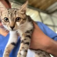 Jim Knopf sucht seinen Lukas, Kater zur Adoption