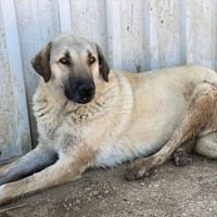 Fikret wartet schon lange, Hund zur Adoption