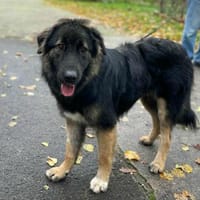 Stopi von kettenlos, Hund zur Adoption