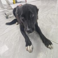 Tikva - Notfall, Hündin zur Adoption