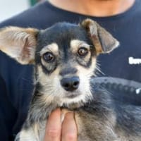 Glückliches Leben für Trilly gesucht, Hündin zur Adoption