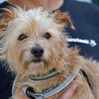 Carotino sucht engen Familienanschluss, Hund zur Adoption