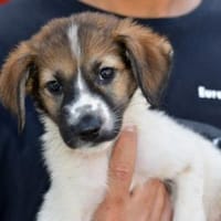 Arianna wünscht sich Zuwendung, Hündin zur Adoption