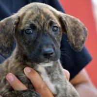 Anna sucht endgültiges Zuhause, Hündin zur Adoption