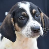 Holen Sie Anett zu sich?, Hündin zur Adoption