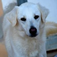 Clyde sucht ein liebevolles Heim, Hund zur Adoption