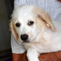 Romeo hofft auf eigenes Körbchen, Hund zur Adoption