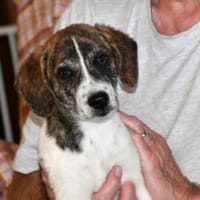 Dario wartet sehnsüchtig auf Sie, Hund zur Adoption