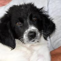 Cesara möchte Ihre Familie bereichern, Hündin zur Adoption