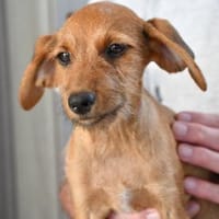 Alfio sucht sein Glück, Hund zur Adoption